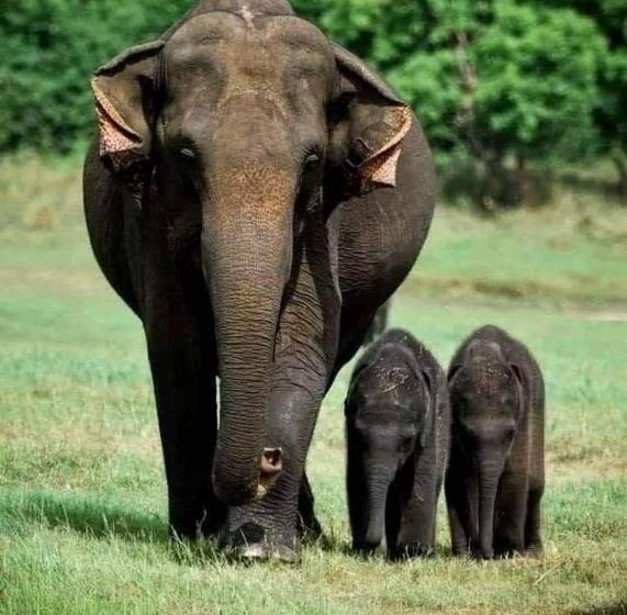 פנסיון Nirwana Resort