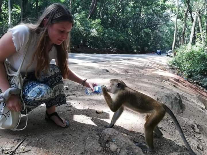 פנסיון Nirwana Resort