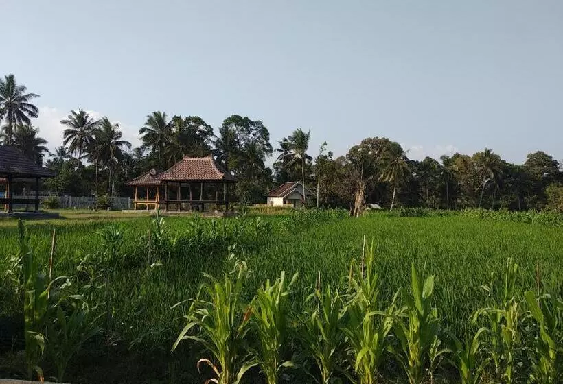 ベッドアンドブレックファースト D Liwatan Bungalow