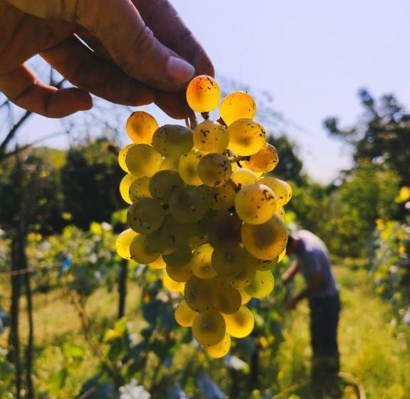 پانسیون Zemarani Winery