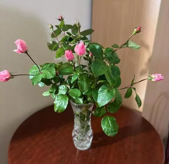 Hotelli бобри плюс