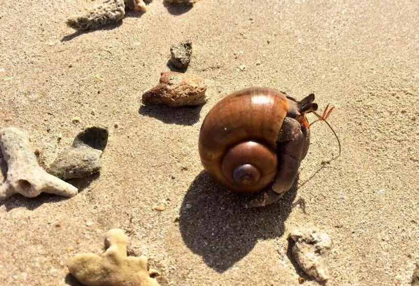 Hotelli Cape Pakarang Wow Wild Wellness Escapes