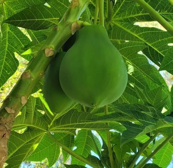 Aamiaismajoitus (B&B) Mick S Shared Townhouse