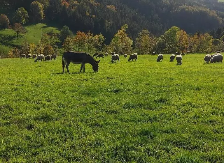 ホテル Le Gîte De La Bergerie Des Chalots