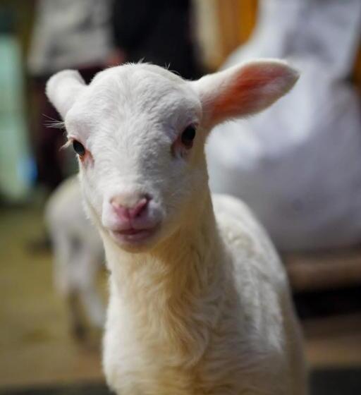 Отель Le Gîte De La Bergerie Des Chalots