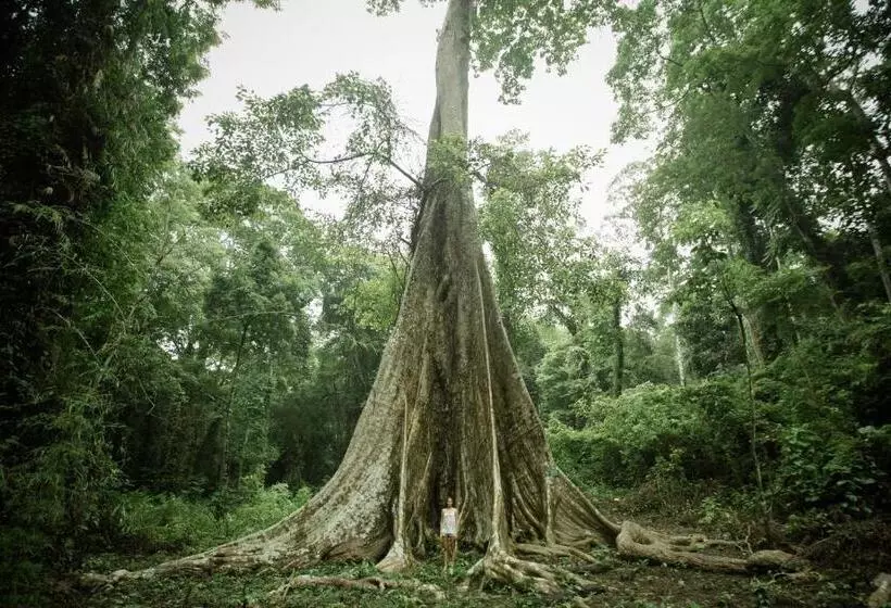 Lomakeskus Big Tree Cottages