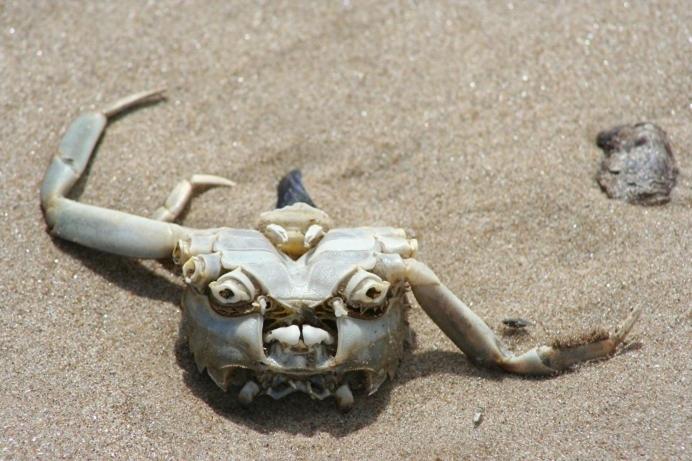 Общежитие Posada Anacahuita