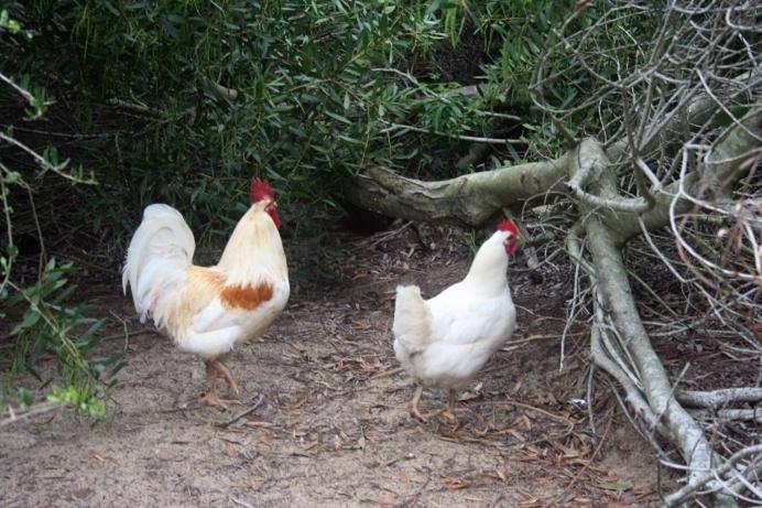 Общежитие Posada Anacahuita