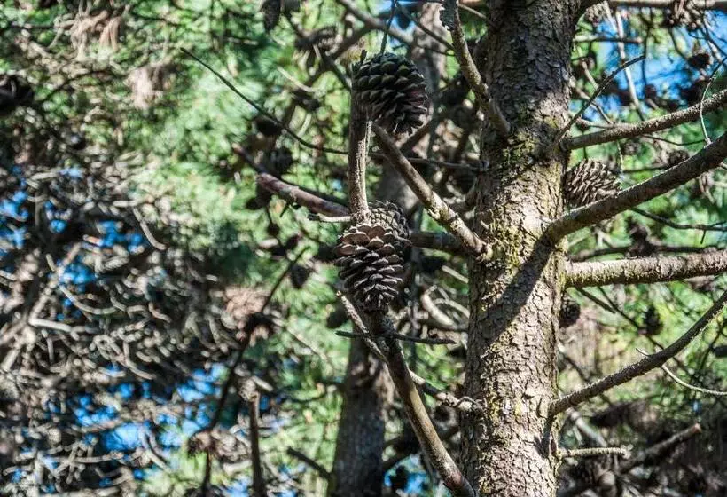 Terrazas Del Bosque Aparts