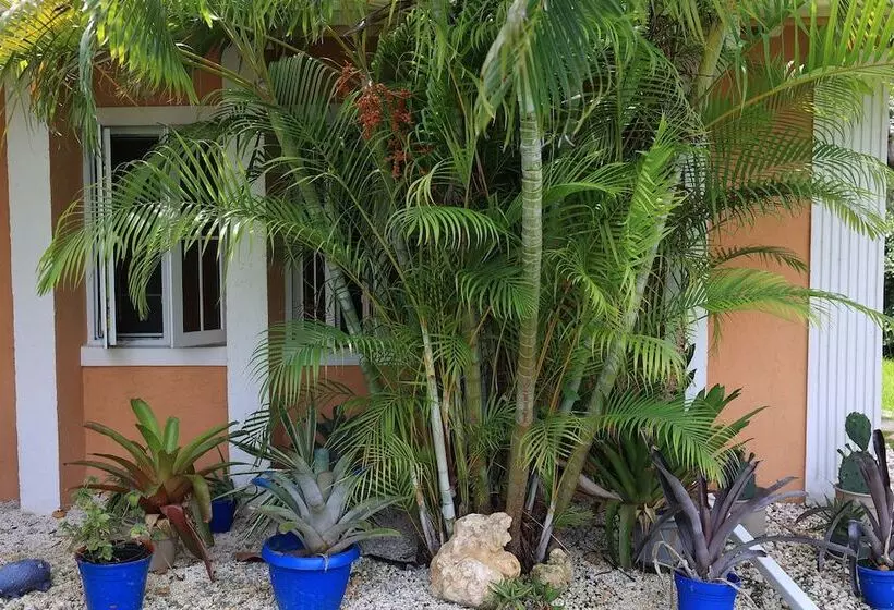 تختخواب و صبحانه Coconut Palm Hideaway