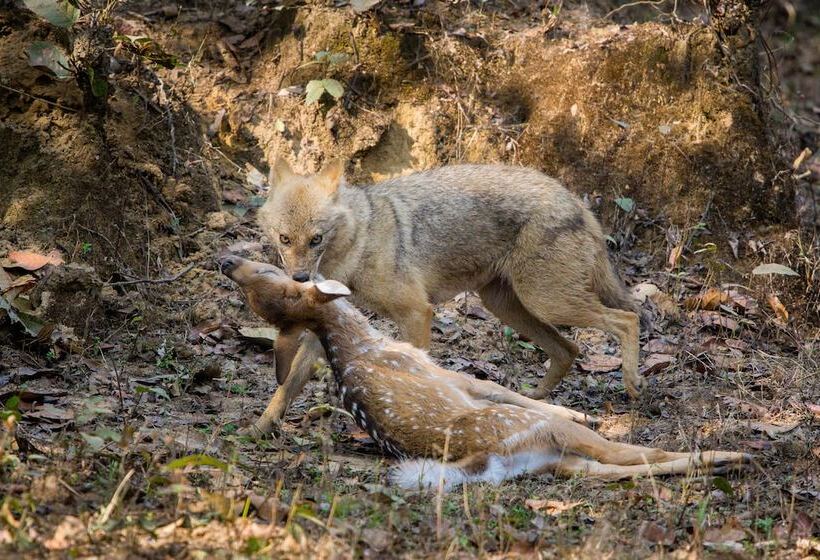 Отель Saccharum Safari Lodge