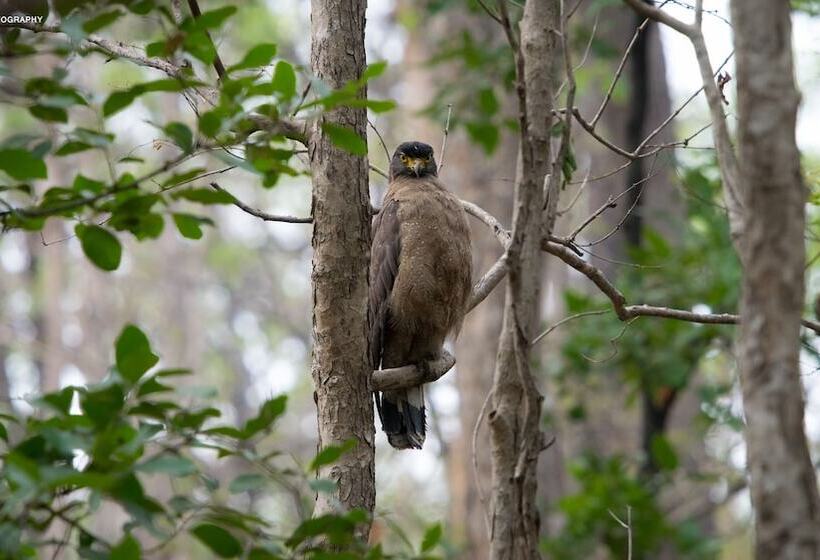 Отель Saccharum Safari Lodge