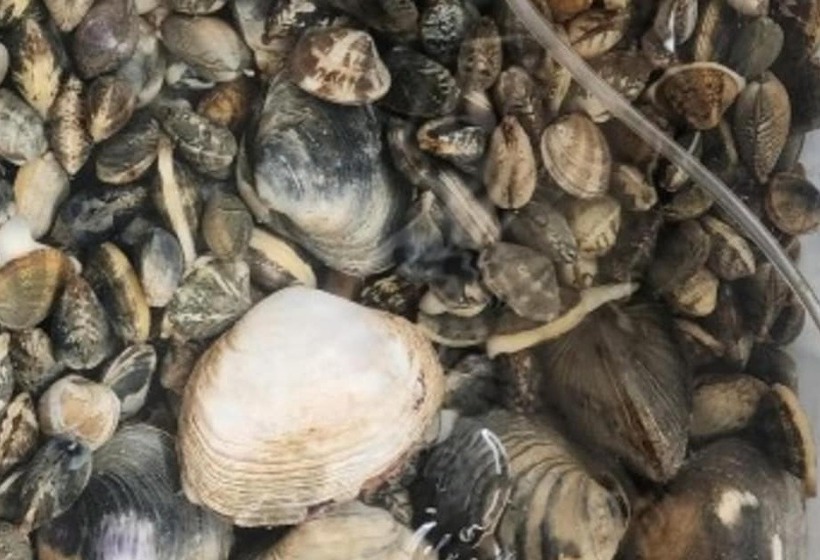 Taean Kkotjibada Sketch Pension