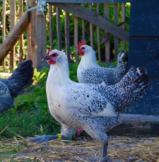 ベッドアンドブレックファースト Bedje In De Polder