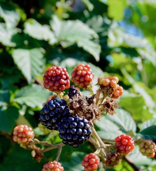 ベッドアンドブレックファースト Bedje In De Polder