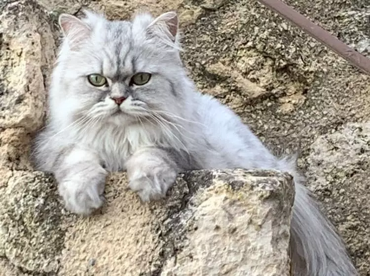 ベッドアンドブレックファースト La Rose Du Vent