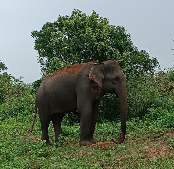 Bed and Breakfast Pam Land Eco Safari Resort