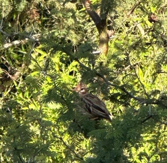 هتل La Jacinta Posada Suites