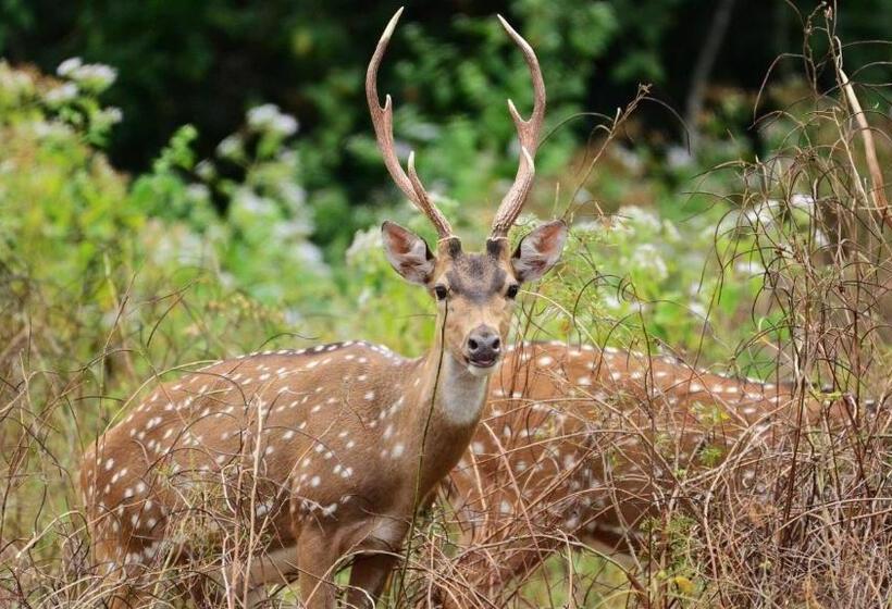 פנסיון Habarana City Hostel