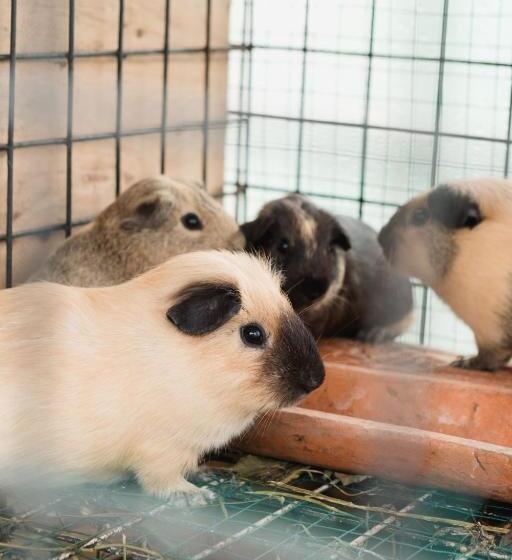 酒店 Girihill Farmhouse