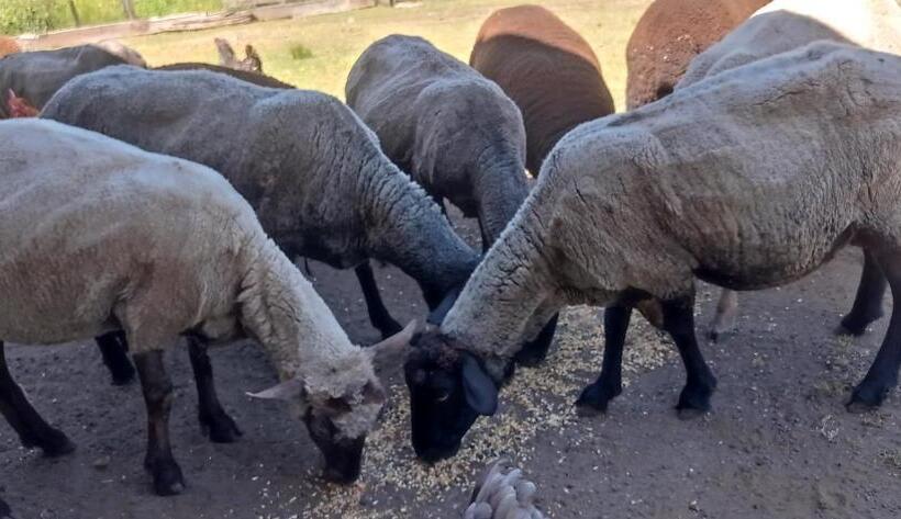 هتل Refugio Kiñeco