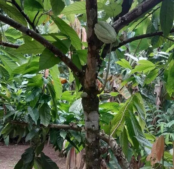 تختخواب و صبحانه Cabinas Corcovado Green Parrot, Los Planes Drake
