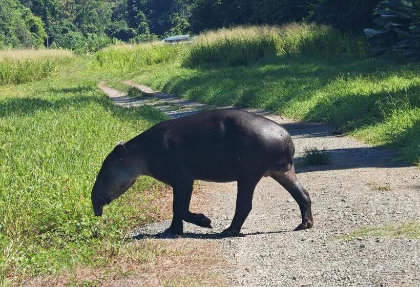 민박 Cabinas Corcovado Green Parrot, Los Planes Drake