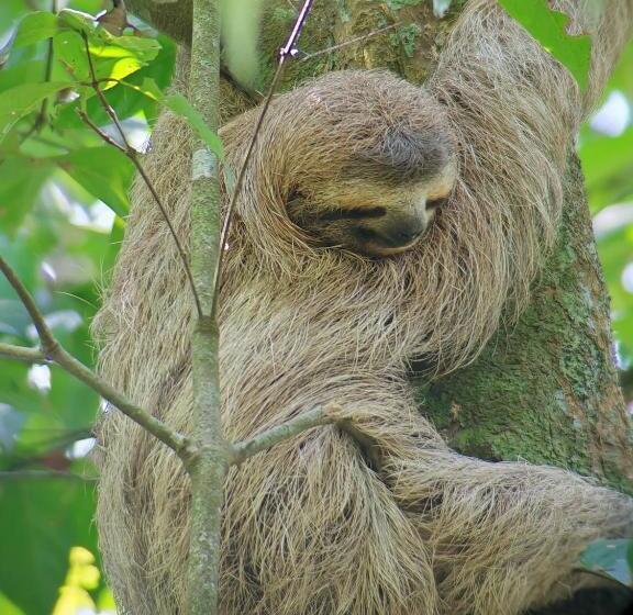 민박 Cabinas Corcovado Green Parrot, Los Planes Drake