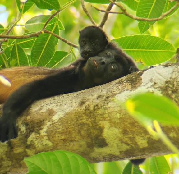 민박 Cabinas Corcovado Green Parrot, Los Planes Drake