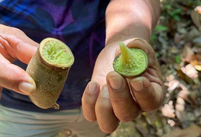 민박 Cabinas Corcovado Green Parrot, Los Planes Drake