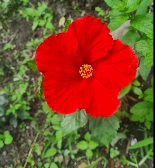 Formosa Cafe & Hostel