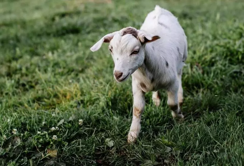 ホテル Hideaway Farmlet Romantic Cottage With Miniature Goats
