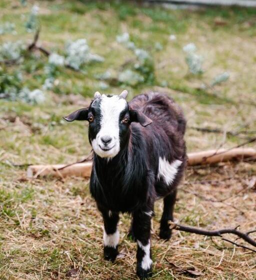 فندق Hideaway Farmlet Romantic Cottage With Miniature Goats