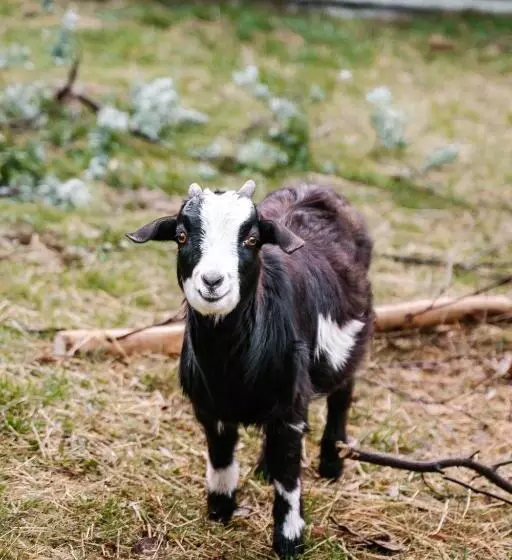 ホテル Hideaway Farmlet Romantic Cottage With Miniature Goats