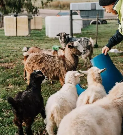 ホテル Hideaway Farmlet Romantic Cottage With Miniature Goats