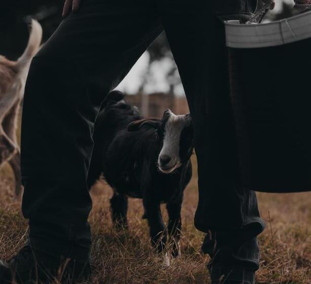 فندق Hideaway Farmlet Romantic Cottage With Miniature Goats