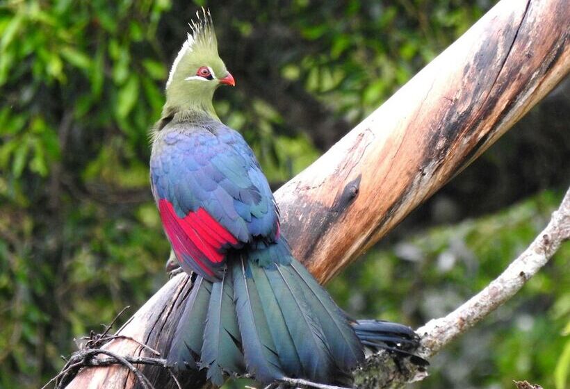 펜션 Green Elephant