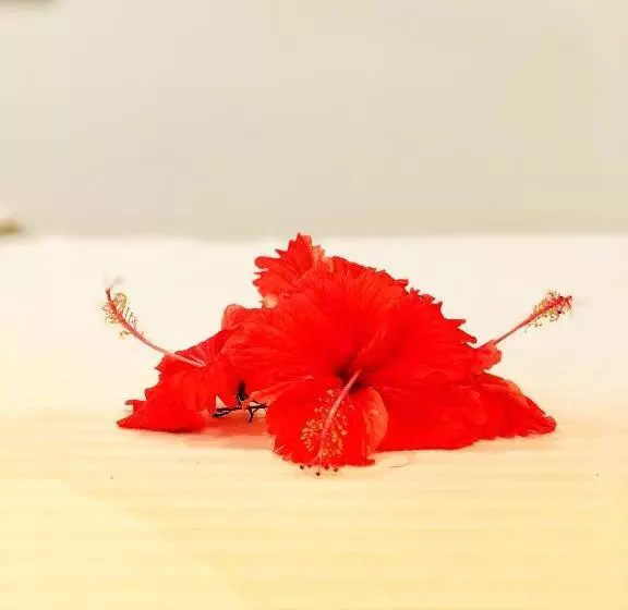 هتل Paradise Garden Beruwala