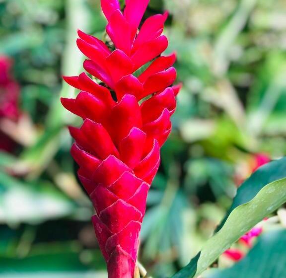 בית מלון כפרי Paradise Garden Beruwala