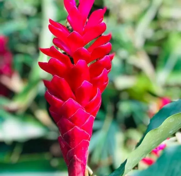 هتل Paradise Garden Beruwala