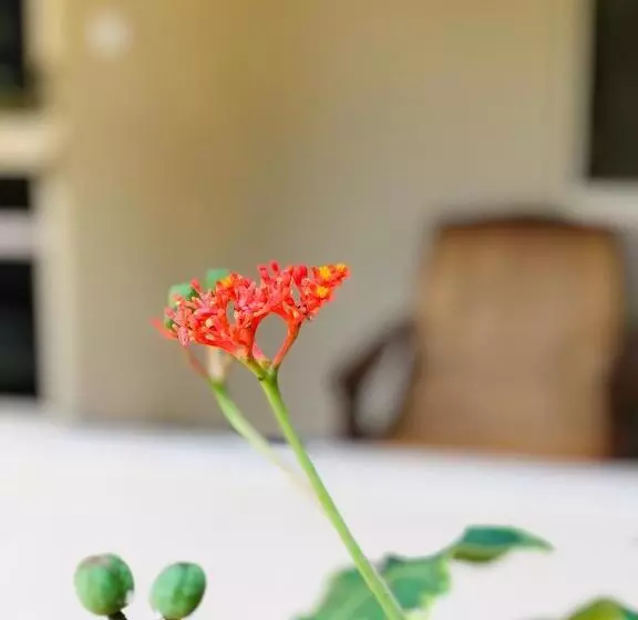 هتل Paradise Garden Beruwala