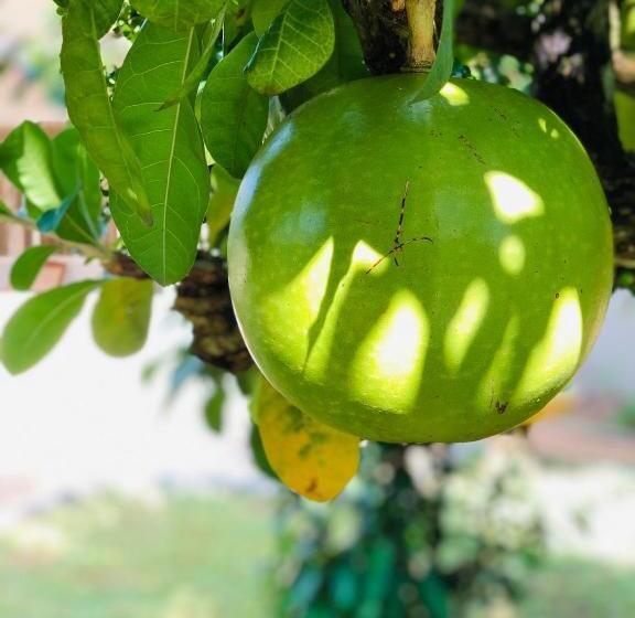 בית מלון כפרי Paradise Garden Beruwala