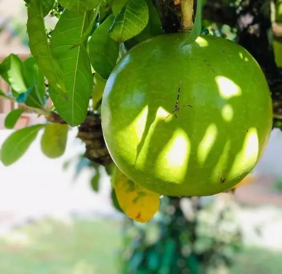 هتل Paradise Garden Beruwala