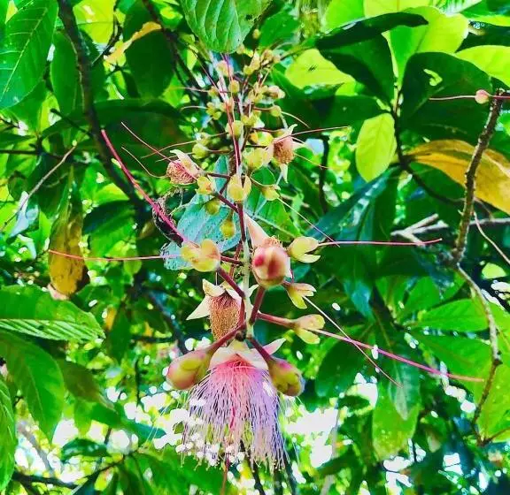 هتل Paradise Garden Beruwala