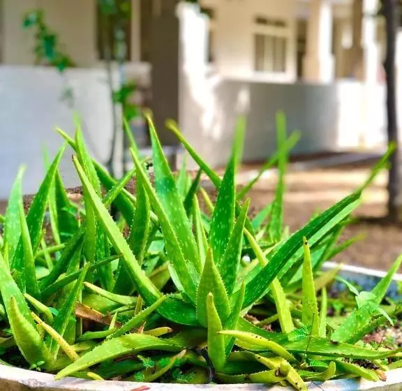 هتل Paradise Garden Beruwala