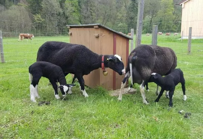 ホテル Schusterhof
