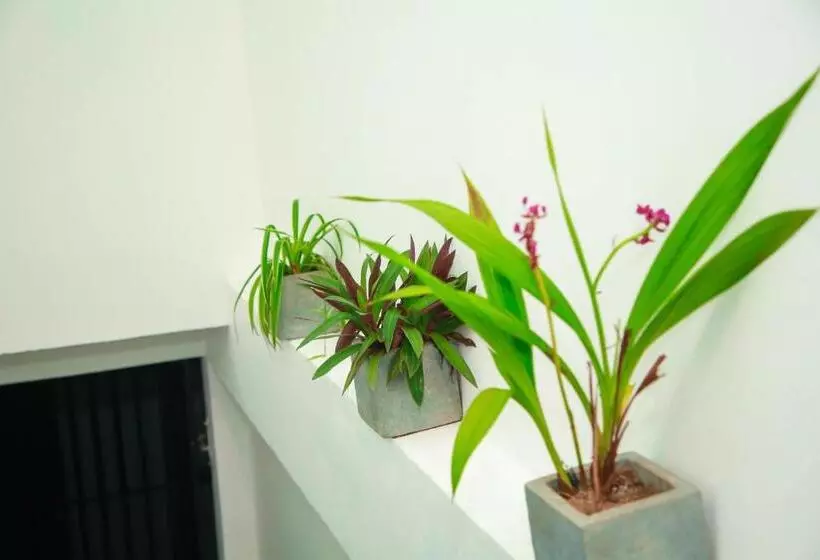 Majatalo Samee Dream Guest