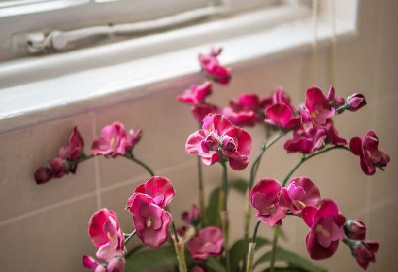 פונדק Phelips Arms