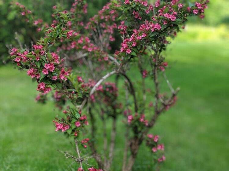 The Anderson Cottage Bed & Breakfast