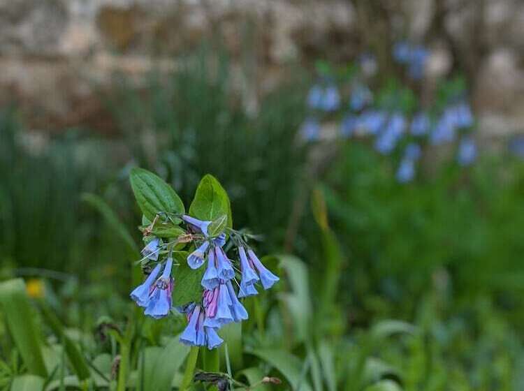 The Anderson Cottage Bed & Breakfast